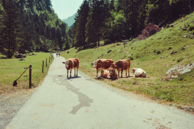 Appenzell01,Wandern, Landschaft, Berge,Kuh