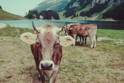 Appenzell06,Wandern, Landschaft, Berge, Kuh