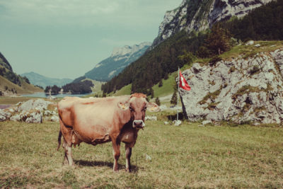 Appenzell07,Wandern, Landschaft, Berge,Kuh